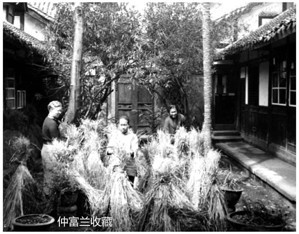 江南春日蠶花鬧，富蘭春深最是濃